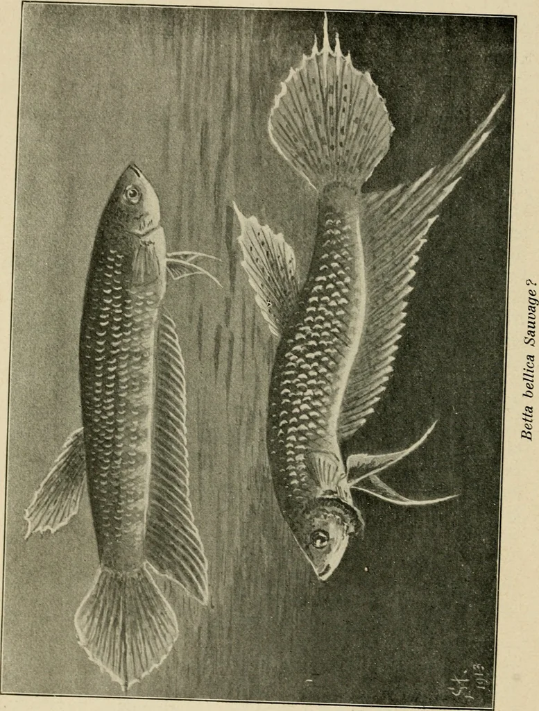 An illustration from Die exotischen zierfische in wort und bild, 1914, leaf 93
