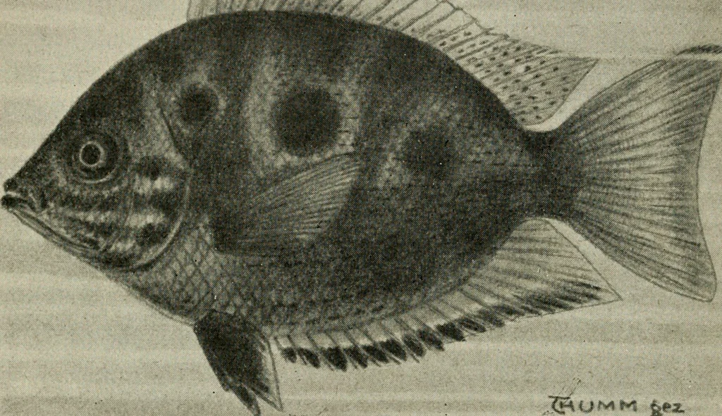 An illustration from Die exotischen zierfische in wort und bild, 1914, leaf 97