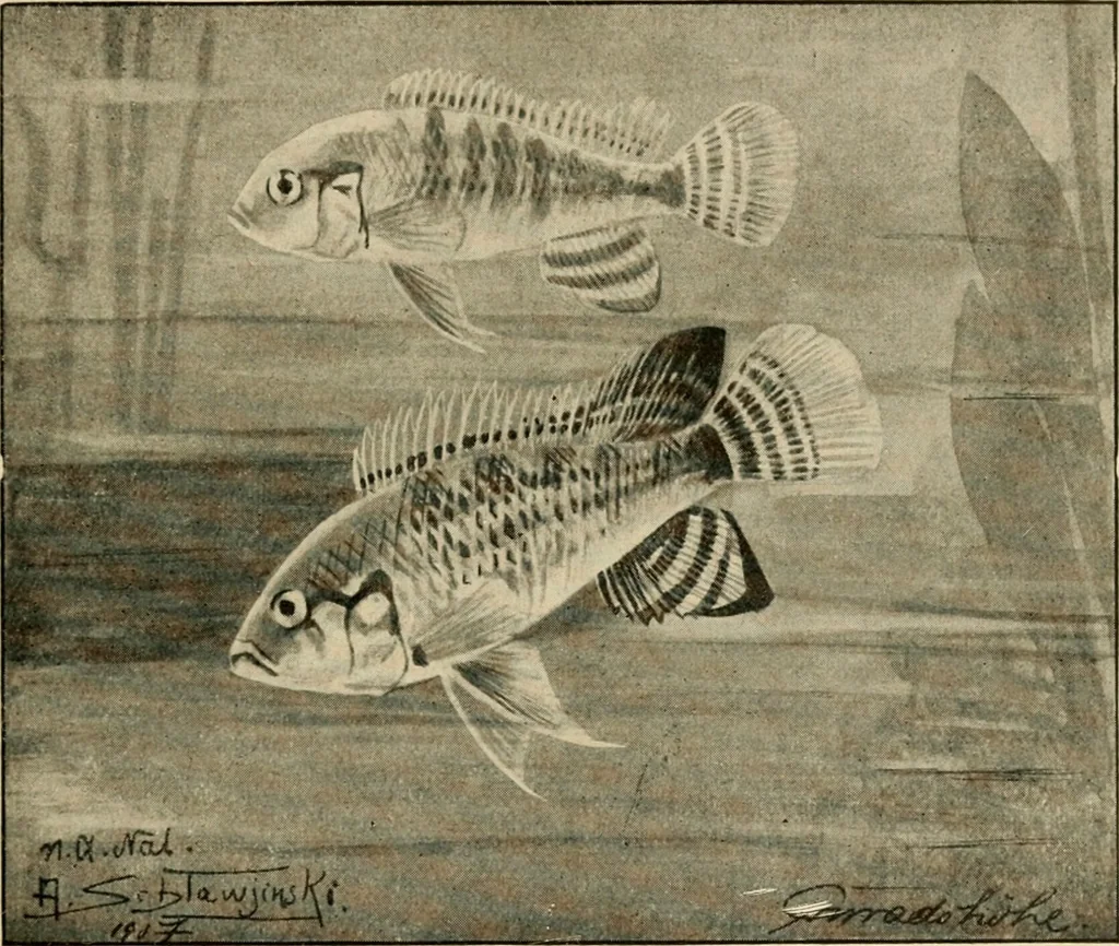 An illustration from Die exotischen zierfische in wort und bild, 1914, leaf 98