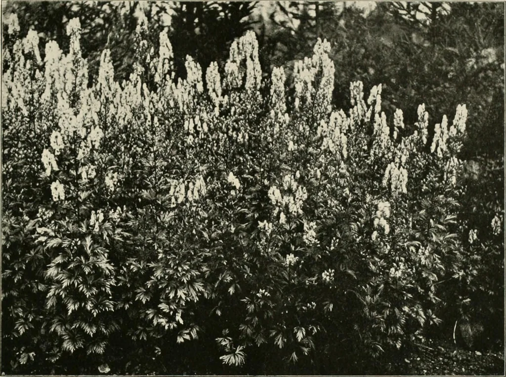 An illustration from Die Gartenkunst, 1899, leaf 134