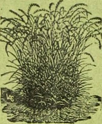 An illustration from Die Gartenkunst, 1899, leaf 137