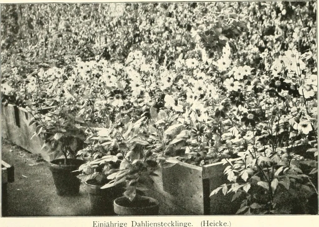 An illustration from Die Gartenkunst, 1899, leaf 155