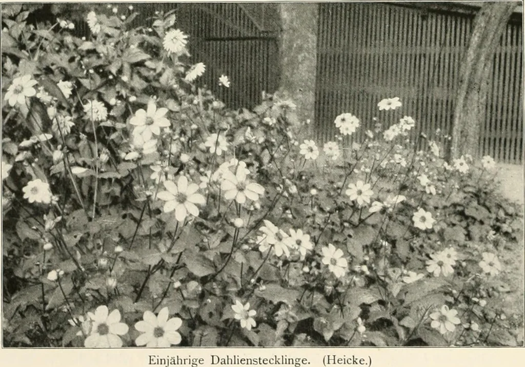 An illustration from Die Gartenkunst, 1899, leaf 155