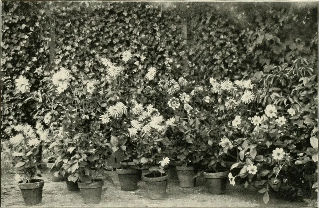 An illustration from Die Gartenkunst, 1899, leaf 156