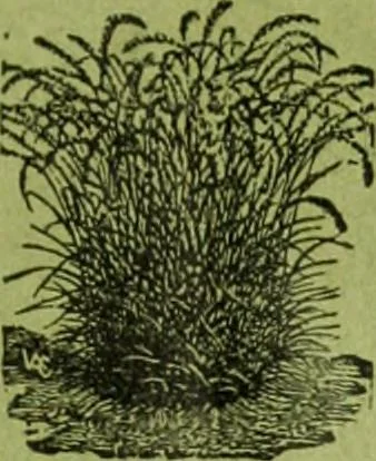 An illustration from Die Gartenkunst, 1899, leaf 158