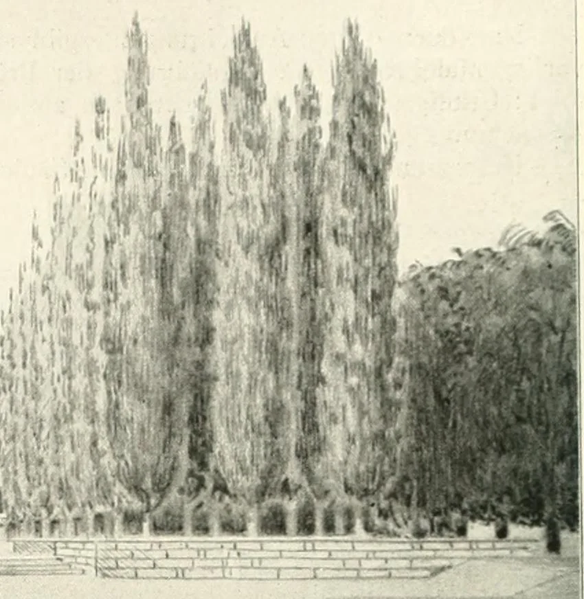 An illustration from Die Gartenkunst, 1899, leaf 25