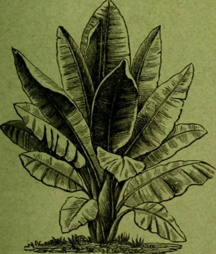 An illustration from Die Gartenkunst, 1899, leaf 268
