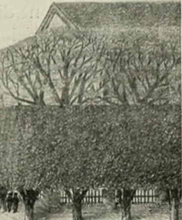 An illustration from Die Gartenkunst, 1899, leaf 304