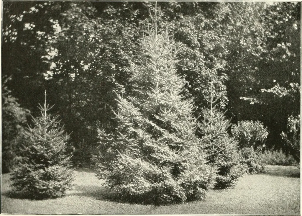 An illustration from Die Gartenkunst, 1899, leaf 353