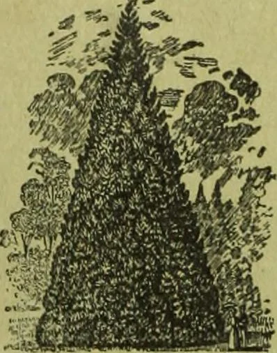 An illustration from Die Gartenkunst, 1899, leaf 37