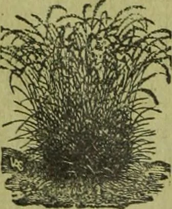An illustration from Die Gartenkunst, 1899, leaf 37