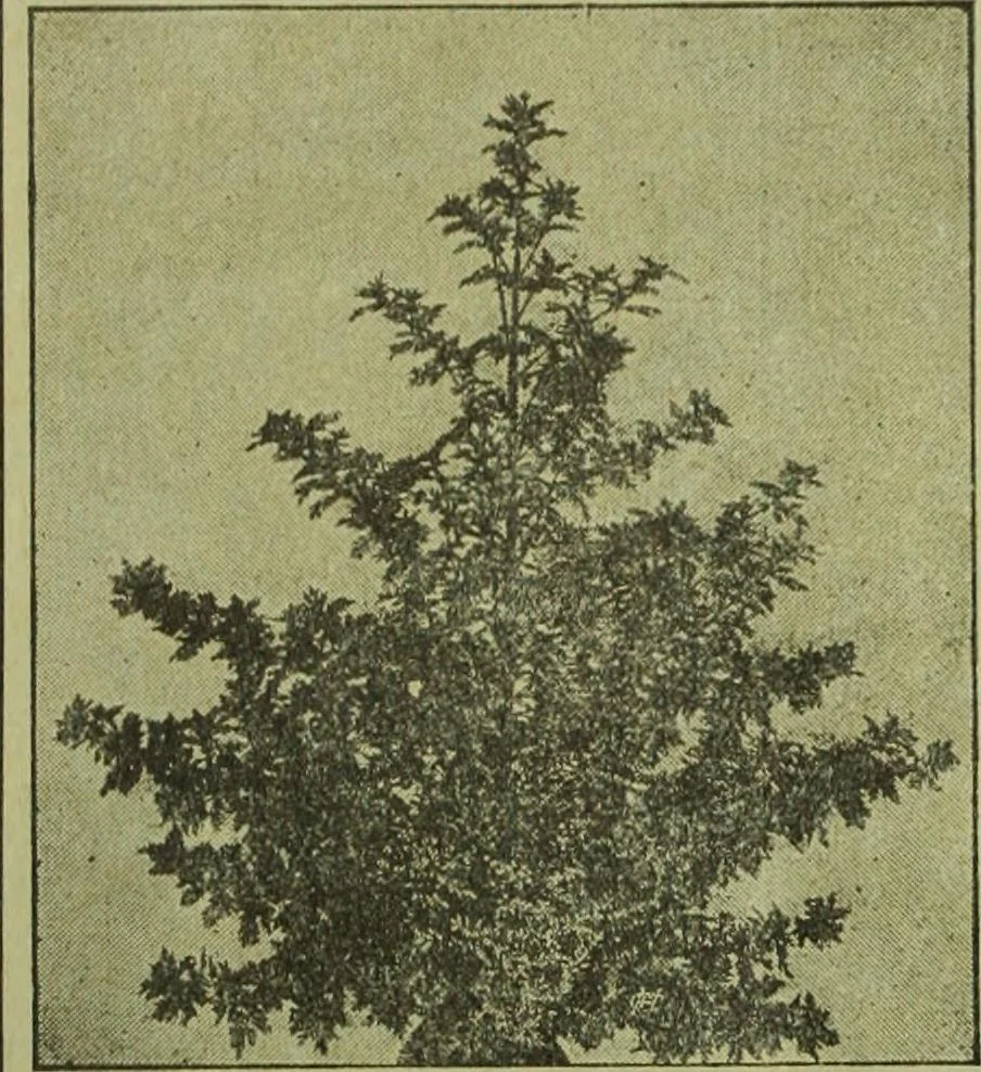 An illustration from Die Gartenkunst, 1899, leaf 41