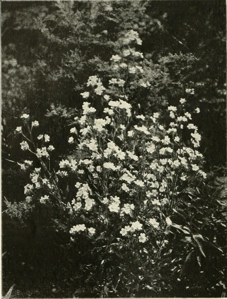An illustration from Die Gartenkunst, 1899, leaf 427