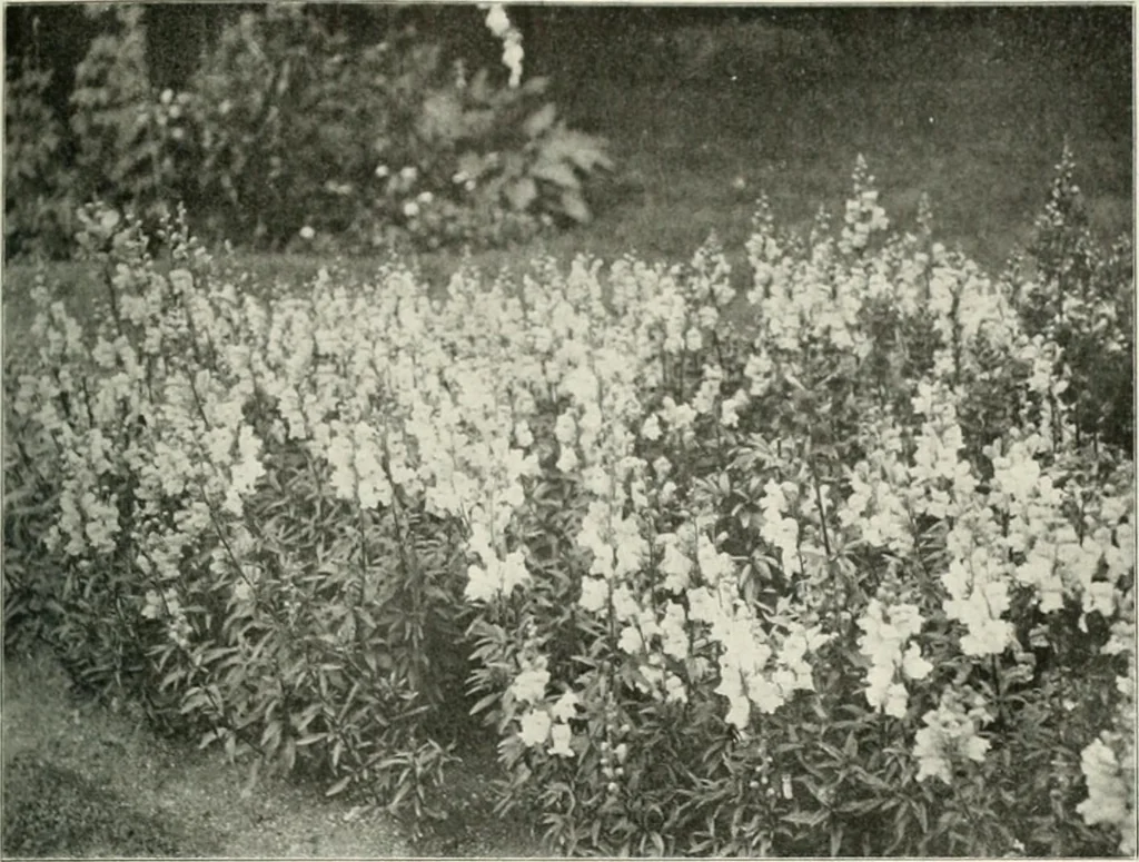 An illustration from Die Gartenkunst, 1899, leaf 496