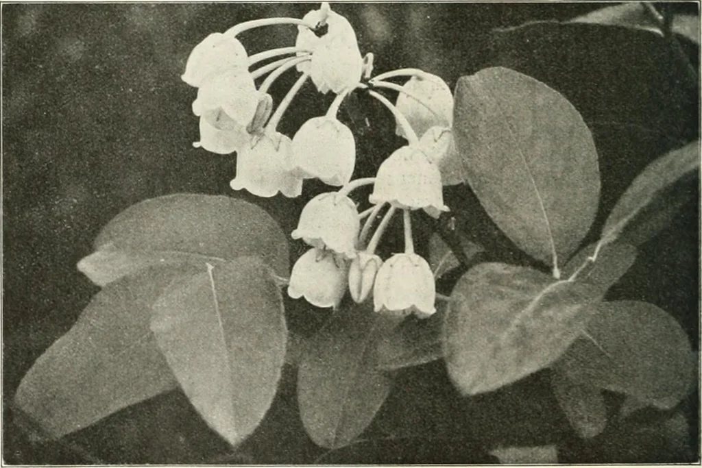 An illustration from Die Gartenkunst, 1899, leaf 511