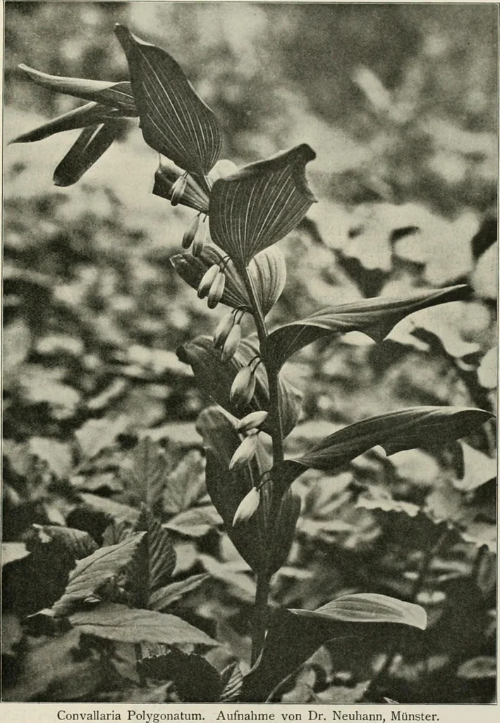 An illustration from Die Gartenkunst, 1899, leaf 512