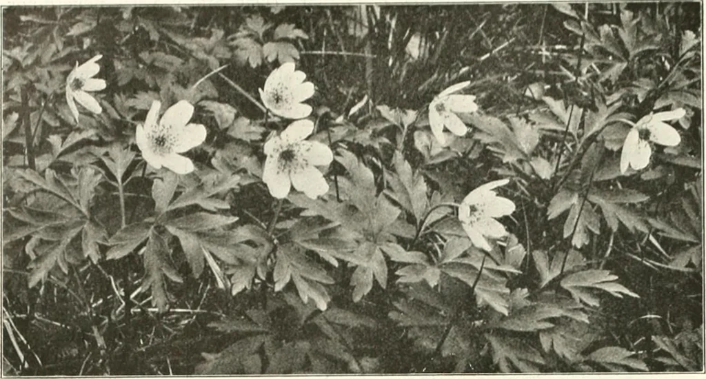 An illustration from Die Gartenkunst, 1899, leaf 513