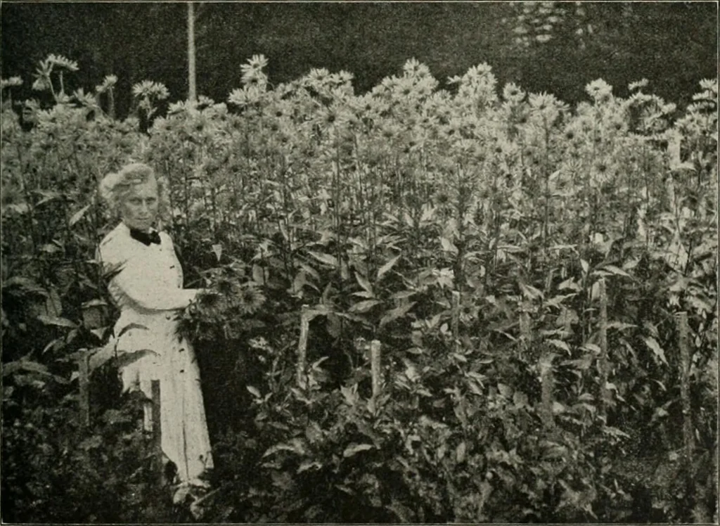 An illustration from Die Gartenkunst, 1899, leaf 520
