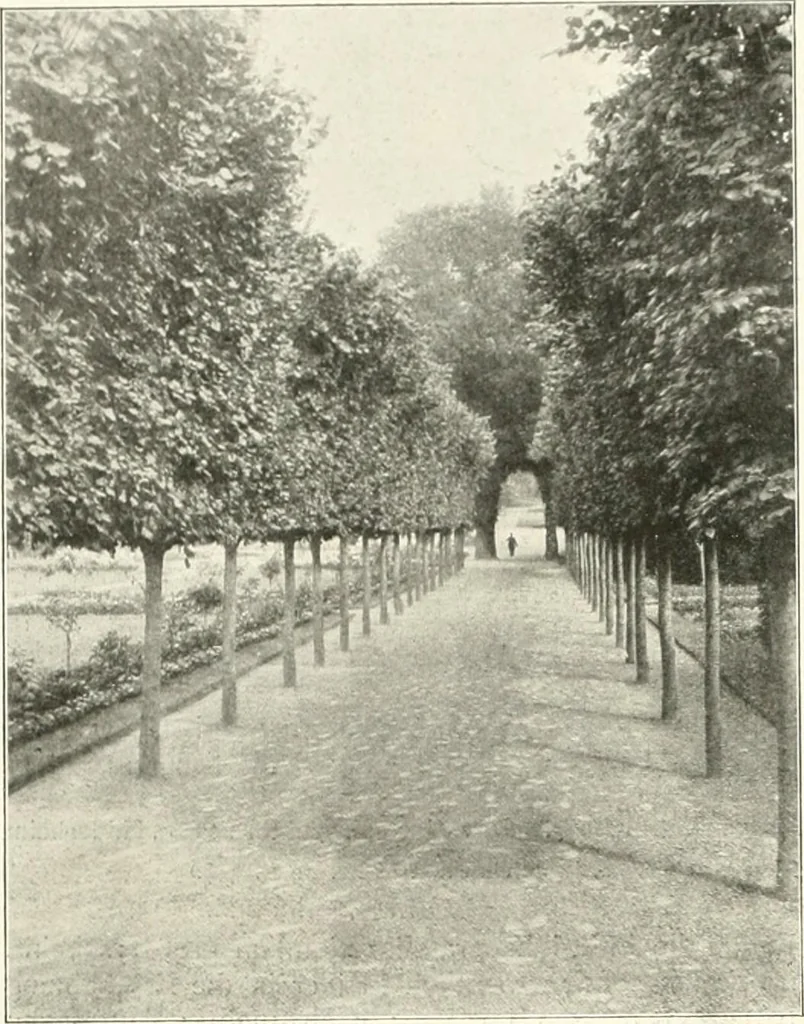 An illustration from Die Gartenkunst, 1899, leaf 563