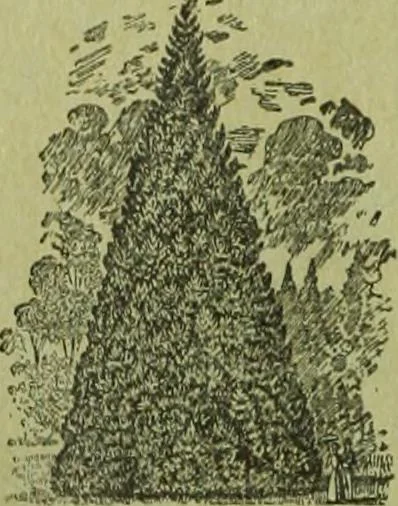 An illustration from Die Gartenkunst, 1899, leaf 57