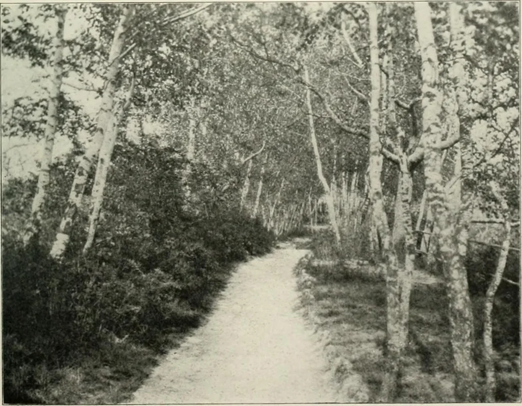 An illustration from Die Gartenkunst, 1899, leaf 590
