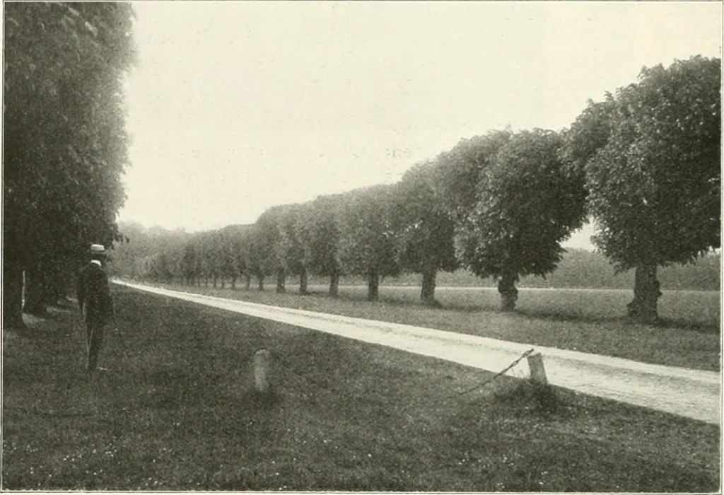 An illustration from Die Gartenkunst, 1899, leaf 597