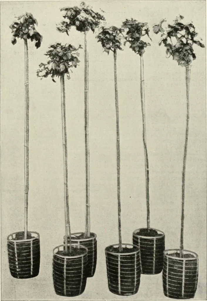 An illustration from Die Gartenkunst, 1899, leaf 600