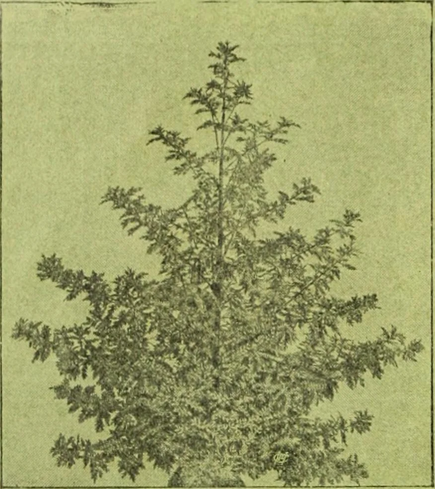 An illustration from Die Gartenkunst, 1899, leaf 63