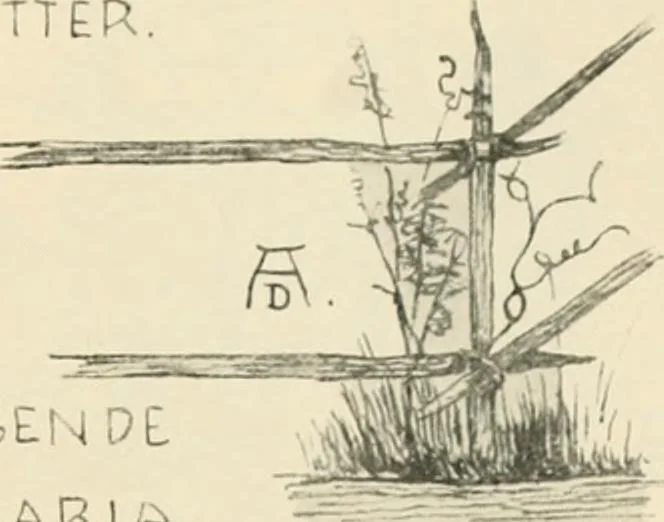 An illustration from Die Gartenkunst, 1899, leaf 76