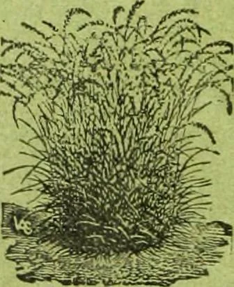 An illustration from Die Gartenkunst, 1899, leaf 85