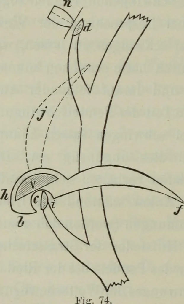 An illustration from Die Hemmungen der Uhren, ihre Entwicklung, Konstruktion, Reparatur und Behandlung vor der Reglage, nebst zugehörigen Tabellen zahlreichen Abbildungen und 6 Porträts. Allegemein verständlich für Uhrmacher, Ingenieure, Techniker u.s.w, 1905, leaf 235