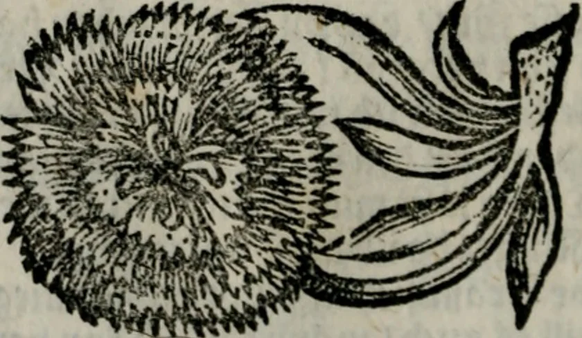 An illustration from Die ihren Gott liebende Seele, vorgestellt in den Sinnbildern des Hermanni Hugonis über seine Pia desideria, und des Ottonis Vaenii, über die Liebe Gottes, mit neuen Kupffern und Versen, welche zielen auf das innere Christenthum, aus dem Frantzösischen ins Teutsche übersetzt, 1743, leaf 419