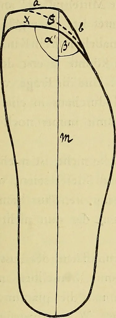 An illustration from Die Kultur des weiblichen Körpers als Grundlage der Frauenkleidung, 1902, leaf 130