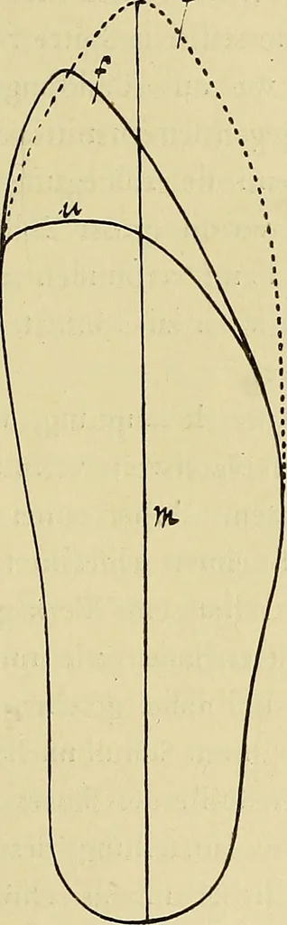An illustration from Die Kultur des weiblichen Körpers als Grundlage der Frauenkleidung, 1902, leaf 130