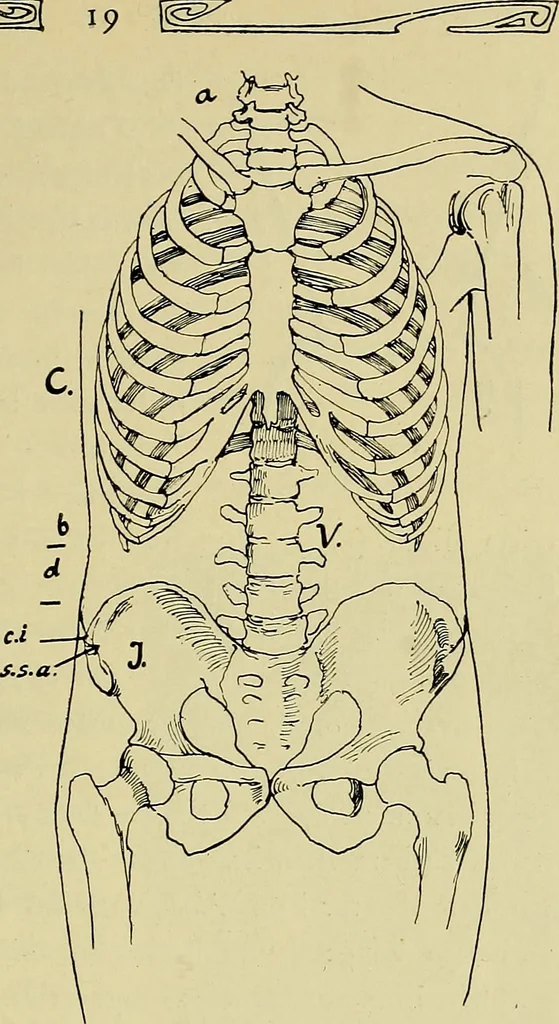 An illustration from Die Kultur des weiblichen Körpers als Grundlage der Frauenkleidung, 1902, leaf 20
