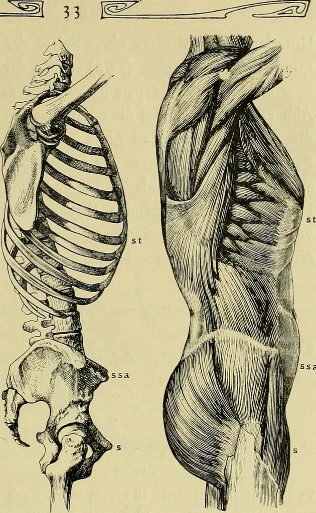 An illustration from Die Kultur des weiblichen Körpers als Grundlage der Frauenkleidung, 1902, leaf 34