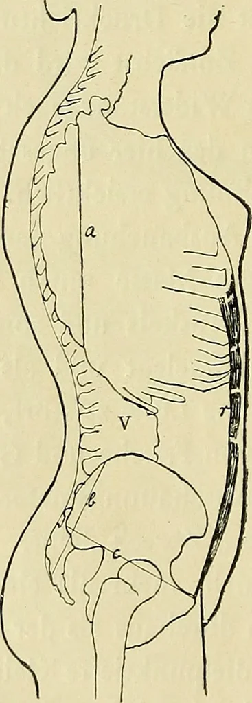 An illustration from Die Kultur des weiblichen Körpers als Grundlage der Frauenkleidung, 1902, leaf 37