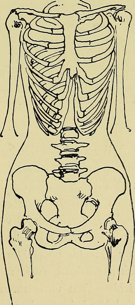 An illustration from Die Kultur des weiblichen Körpers als Grundlage der Frauenkleidung, 1902, leaf 70
