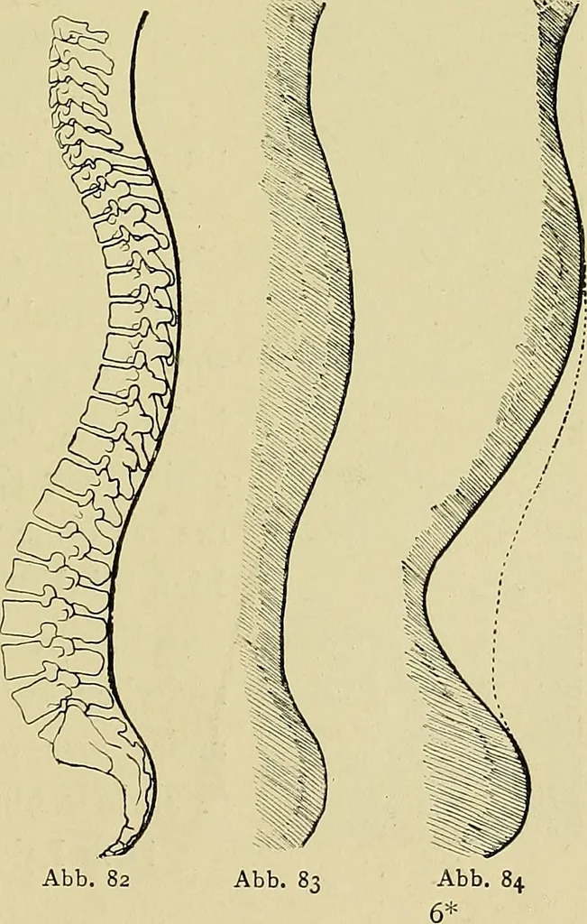 An illustration from Die Kultur des weiblichen Körpers als Grundlage der Frauenkleidung, 1902, leaf 84