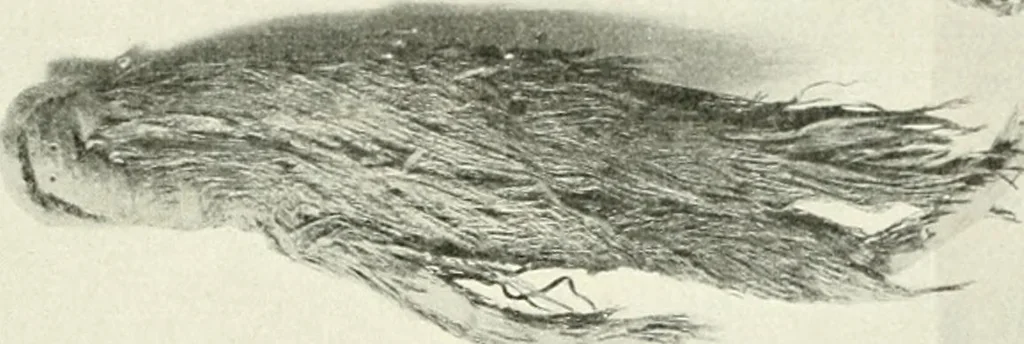 An illustration from Die Kunst- und Wunderkammern der Spätrenaissance : ein Beitrag zur Geschichte des Sammelwesens, 1908, leaf 106