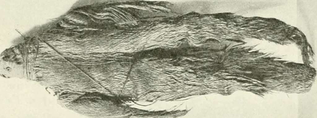 An illustration from Die Kunst- und Wunderkammern der Spätrenaissance : ein Beitrag zur Geschichte des Sammelwesens, 1908, leaf 106