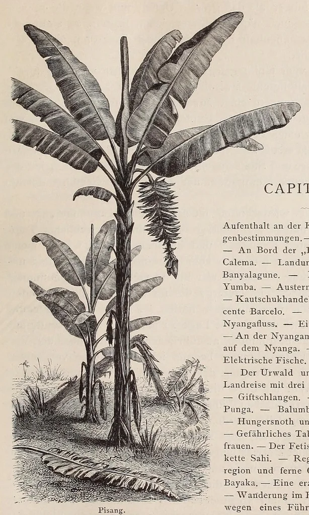 An illustration from Die Loango-Expedition ausgesandt von der Deutschen Gesellschaft zur Erforschung Aequatorial-Africas, 1873-1876. Ein Reisewerk in drei Abtheilungen, 1888, leaf 209