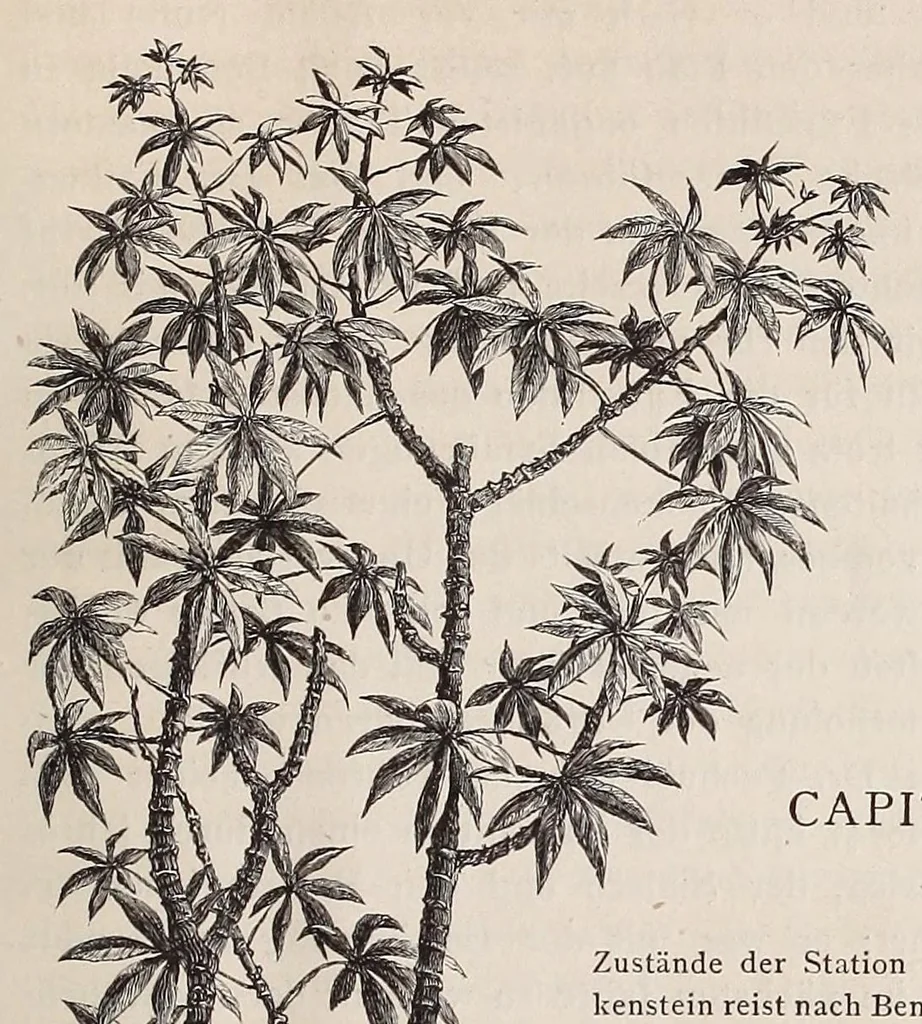 An illustration from Die Loango-Expedition ausgesandt von der Deutschen Gesellschaft zur Erforschung Aequatorial-Africas, 1873-1876. Ein Reisewerk in drei Abtheilungen, 1888, leaf 245