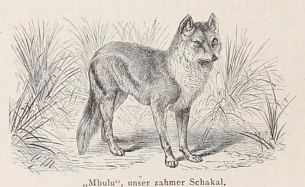 An illustration from Die Loango-Expedition ausgesandt von der Deutschen Gesellschaft zur Erforschung Aequatorial-Africas, 1873-1876. Ein Reisewerk in drei Abtheilungen, 1888, leaf 300