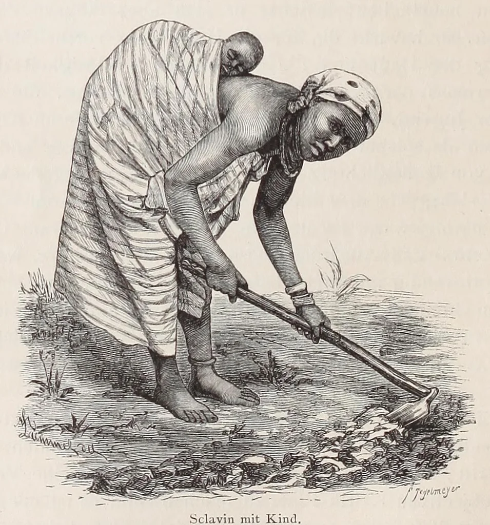 An illustration from Die Loango-Expedition ausgesandt von der Deutschen Gesellschaft zur Erforschung Aequatorial-Africas, 1873-1876. Ein Reisewerk in drei Abtheilungen, 1888, leaf 322