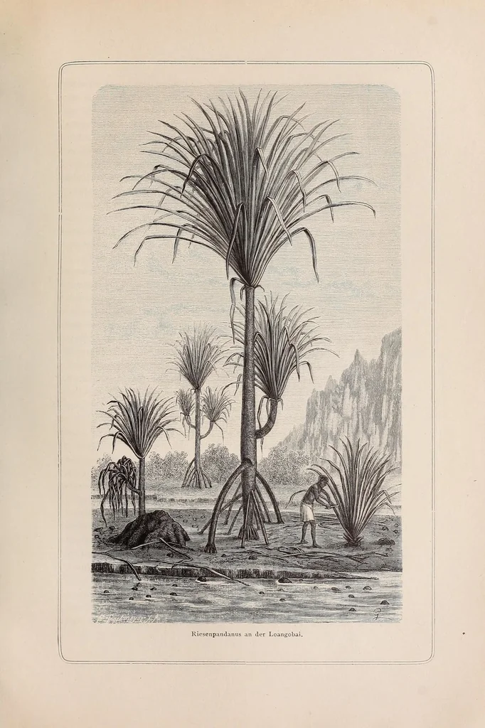 An illustration from Die Loango-Expedition ausgesandt von der Deutschen Gesellschaft zur Erforschung Aequatorial-Africas, 1873-1876. Ein Reisewerk in drei Abtheilungen, 1888, leaf 397