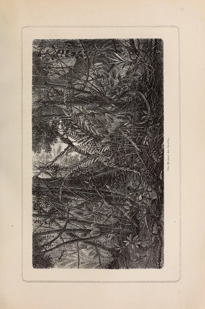 An illustration from Die Loango-Expedition ausgesandt von der Deutschen Gesellschaft zur Erforschung Aequatorial-Africas, 1873-1876. Ein Reisewerk in drei Abtheilungen, 1888, leaf 431