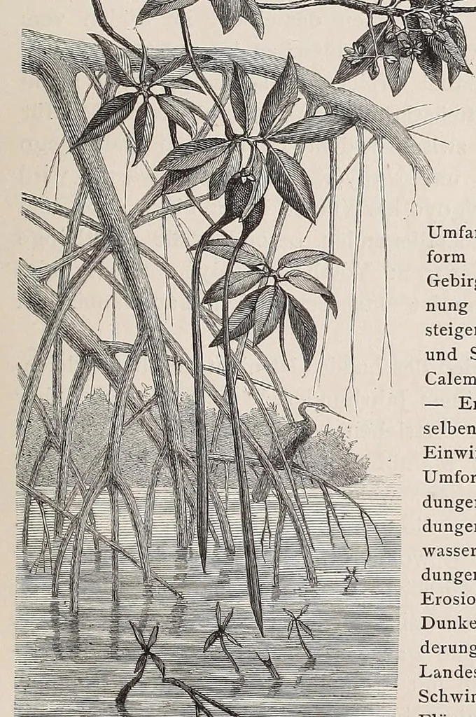An illustration from Die Loango-Expedition ausgesandt von der Deutschen Gesellschaft zur Erforschung Aequatorial-Africas, 1873-1876. Ein Reisewerk in drei Abtheilungen, 1888, leaf 483
