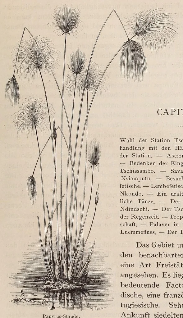An illustration from Die Loango-Expedition ausgesandt von der Deutschen Gesellschaft zur Erforschung Aequatorial-Africas, 1873-1876. Ein Reisewerk in drei Abtheilungen, 1888, leaf 81