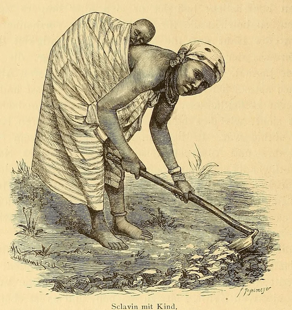 An illustration from Die Loango-Expedition ausgesandt von der Deutschen Gesellschaft zur Erforschung Aequatorial-Africas, 1873-1876 : ein Reisewerk in drei Abtheilungen, 1879, leaf 322